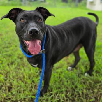Big Lady (Mollie) -  Pit Bull Terrier and Labrador Retriever Dog for Adoption in Windsor, Virginia - Big Lady (Mollie) | PetCurious