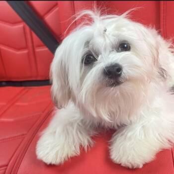 Cody -  Bichon Frise and Shih Tzu Dog for Adoption in Chicago, Illinois - Cody | PetCurious