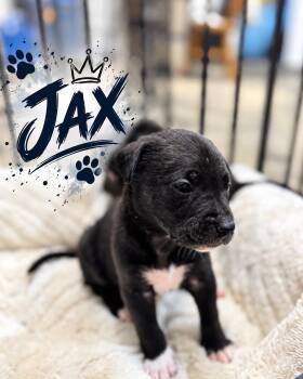 Jax -  Golden Retriever and Black Labrador Retriever Dog for Adoption in Grand Bay, Alabama - Jax | PetCurious