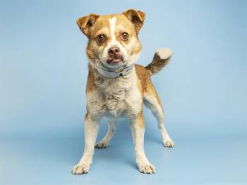 Pug and Chihuahua Dogs Available for Adoption in Phoenix, Arizona - STEVEN | PetCurious