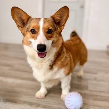 Corgi Dogs Available for Adoption in Green Bay, Wisconsin - Emilia | PetCurious