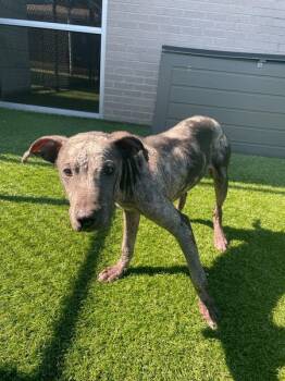 Rescue Mixed Breed Dogs for Adoption in Dallas, Texas - LYNARD | PetCurious