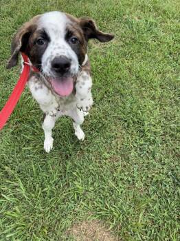 Atlas - abandoned A Litter of 4 -  Australian Cattle Dog Blue Heeler and Hound Dog for Adoption in Horn Lake, Mississippi - Atlas - Abandoned A Litter Of 4 | PetCurious