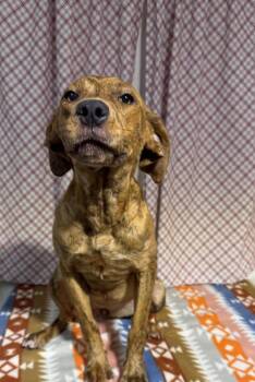 CHARLOTTE -  Pointer and Plott Hound Dog for Adoption in Opelousas, Louisiana - CHARLOTTE | PetCurious