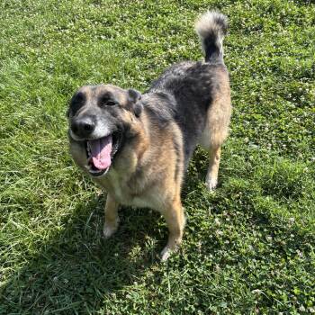 Shadow -  German Shepherd Dog Dog for Adoption in Circleville, Ohio - Shadow | PetCurious