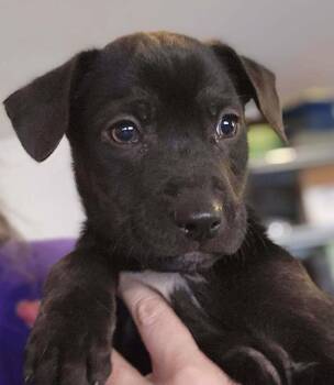 Terrier Dogs Available for Adoption - Edamame | PetCurious