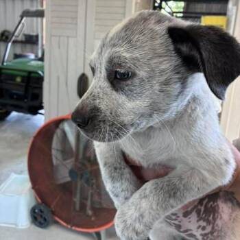 BUTTERCUP 26-06-143 -  English Bulldog and Mixed Breed Dog for Adoption in Bastrop, Texas - BUTTERCUP 26-06-143 | PetCurious