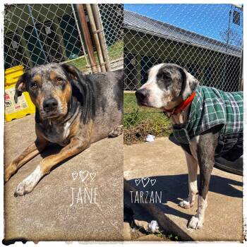 Catahoula Leopard Dog Dogs Available for Adoption - Tarzan & Jane  | PetCurious