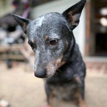 Australian Cattle Dog Blue Heeler Dogs Available for Adoption in Baton Rouge, Louisiana - Pearl | PetCurious