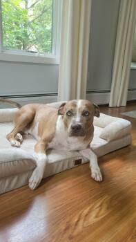 Rune -  Pit Bull Terrier Dog for Adoption in Westwood, New Jersey - Rune | PetCurious