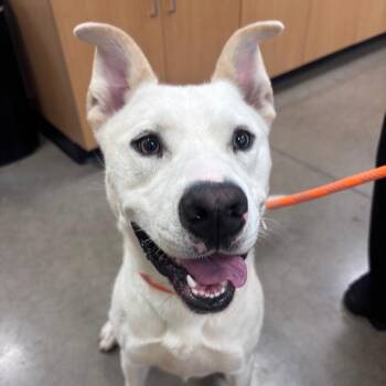 YORK-Stray-16607 -  Mixed Breed and Husky Dog for Adoption in York, Pennsylvania - YORK-Stray-16607 | PetCurious