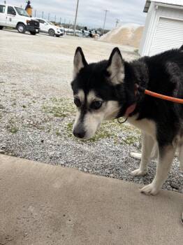 Siberian Husky Dogs Available for Adoption in Rensselaer, Indiana - Kila | PetCurious