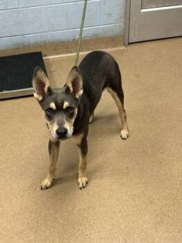 Rescue Mixed Breed Dogs for Adoption in Atlanta, Georgia - Jowell | PetCurious