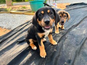 Shandy -  Hound and Mixed Breed Dog for Adoption in Saugus, Massachusetts - Shandy | PetCurious