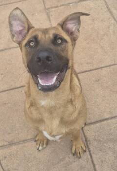 Black Mouth Cur and Mixed Breed Dogs Available for Adoption in Shreveport, Louisiana - Ginger | PetCurious