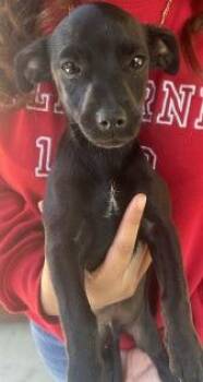 Dachshund and Chihuahua Dogs Available for Adoption - Doogle | PetCurious