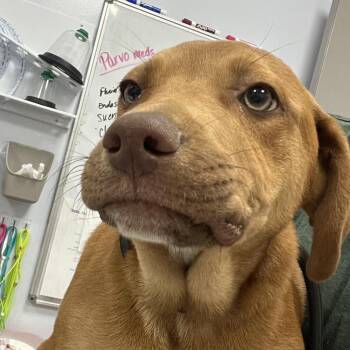 Rip -  Hound and Pit Bull Terrier Dog for Adoption in Madisonville, Tennessee - Rip | PetCurious