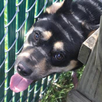 Brix -  Husky and Shepherd Dog for Adoption in Hattiesburg, Mississippi - Brix | PetCurious