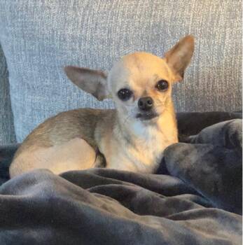 Linda -  Chihuahua Dog Available for Adoption in Plano, Texas - Linda | PetCurious