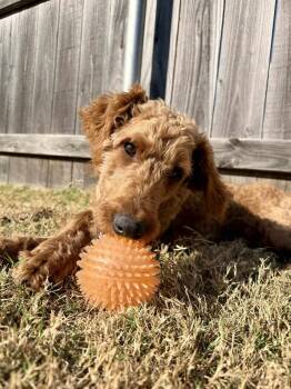 Rescue Poodle Dogs for Adoption in Shawnee, Oklahoma - Akins | PetCurious