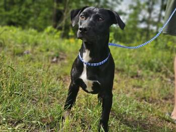 Terrier Dogs Available for Adoption in Fort Payne, Alabama - Tinker | PetCurious