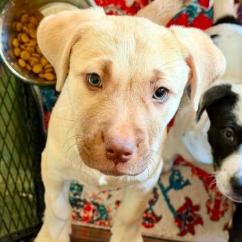 Charlotte LH -  Shepherd and Plott Hound Dog for Adoption in Austin, Texas - Charlotte LH | PetCurious