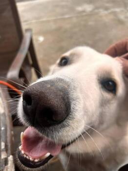 Rescue Anatolian Shepherd Dogs for Adoption in Spring, Texas - Mitch | PetCurious