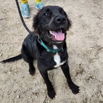 Flat Coated Retriever and Boykin Spaniel Dogs Available for Adoption in Fountain Hill, Pennsylvania - Ebony | PetCurious