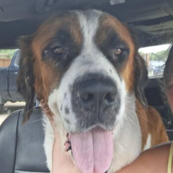 Whiskey River -  Saint Bernard Dog for Adoption in Magnolia, Texas - Whiskey River | PetCurious