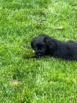 Spaniel Dogs Available for Adoption in Willingboro, New Jersey - Johnny | PetCurious