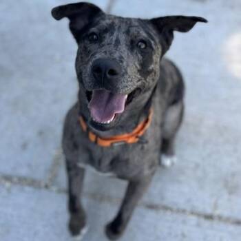 Mixed Breed Dogs Available for Adoption in Janesville, Wisconsin - Mabel | PetCurious