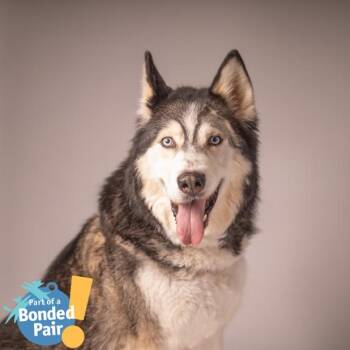 Mixed Breed Dogs Available for Adoption - Xavier | PetCurious