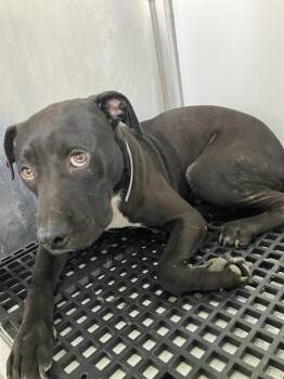 JULIAN -  Mixed Breed Dog for Adoption in Dallas, Texas - JULIAN | PetCurious