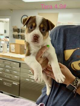 Australian Shepherd Dogs Available for Adoption in Semmes, Alabama - T Litter Tara  | PetCurious