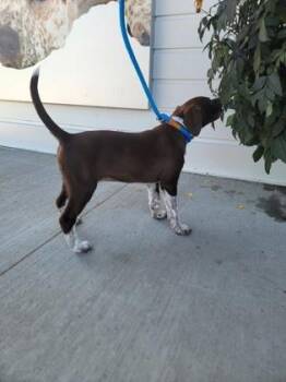 Crab Cake -  German Shorthaired Pointer and Australian Shepherd Dog for Adoption in Fergus Falls, Minnesota - Crab Cake | PetCurious