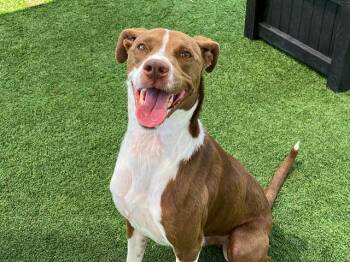 Pointer and Mixed Breed Dogs Available for Adoption in Tustin, California - RON | PetCurious