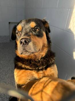 Rottweiler and Shepherd Dogs Available for Adoption in Calgary, Alberta - Eugene | PetCurious