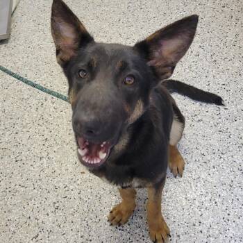 German Shepherd Dog Dogs Available for Adoption in Hattiesburg, Mississippi - Big Dipper | PetCurious