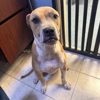 River -  Boxer and Mixed Breed Dog for Adoption in Casa Grande, Arizona - River | PetCurious