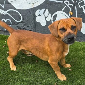 FOSTER NEEDED - S