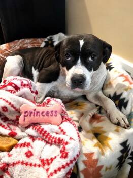 Pepe -  Hound and Pit Bull Terrier Dog for Adoption in Princeton, Massachusetts - Pepe | PetCurious