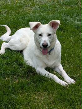 Labrador Retriever and Great Pyrenees Dogs Available for Adoption in Plainfield, Illinois - Winnie | PetCurious