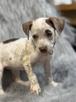 Reba -  Pit Bull Terrier Dog for Adoption in Lutz, Florida - Reba | PetCurious