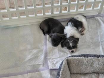 Terrier and Chihuahua Dogs Available for Adoption in Dallas, Texas - Buzz & Woody | PetCurious