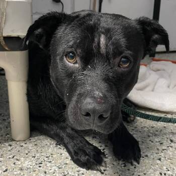 Bark Simpson -  American Staffordshire Terrier and Mixed Breed Dog for Adoption in Hattiesburg, Mississippi - Bark Simpson | PetCurious