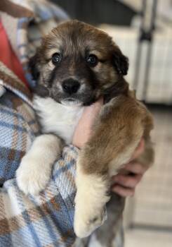 Shepherd and Australian Shepherd Dogs Available for Adoption - Barrett | PetCurious
