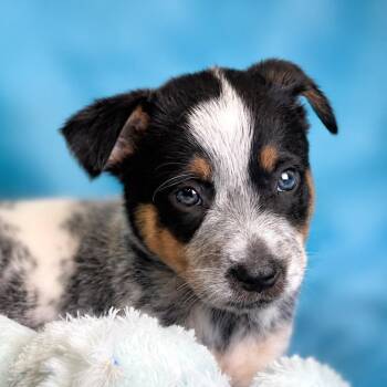 Sprout -  Australian Cattle Dog Blue Heeler and Corgi Dog for Adoption in Boerne, Texas - Sprout | PetCurious