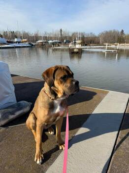 Mastiff Dogs Available for Adoption in Duluth, Minnesota - Little Foot | PetCurious
