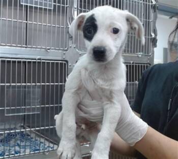 ROMEO -  Parson Russell Terrier and Mixed Breed Dog for Adoption in Salinas, California - ROMEO | PetCurious