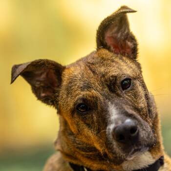 Rescue Shepherd Dogs for Adoption in Decatur, Georgia - Tammy | PetCurious